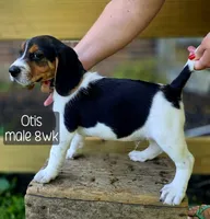 Otis, a male Beagle for sale in Arcanum, OH – 1 of 2