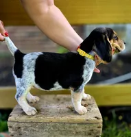 Beatrice, a female Beagle for sale in Arcanum, OH – 2 of 2
