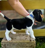 Charlie, a male Beagle for sale in Arcanum, OH – 1 of 2