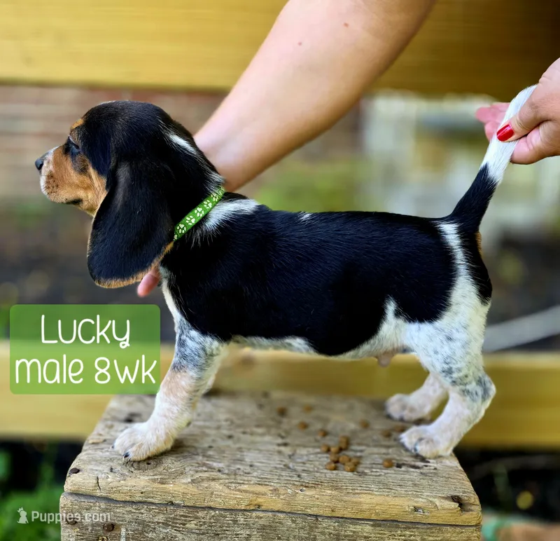 Lucky – Beagle puppy for sale in Arcanum, OH