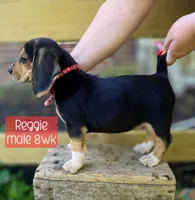 Reggie, a male Beagle for sale in Arcanum, OH – 1 of 2