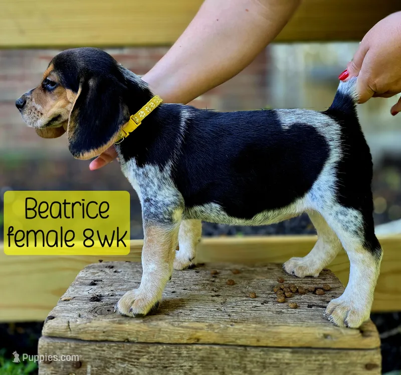 Beatrice – Beagle puppy for sale in Arcanum, OH