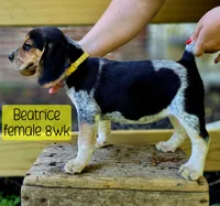 Beatrice, a female Beagle for sale in Arcanum, OH – 1 of 2