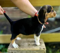 Barney, a male Beagle for sale in Arcanum, OH – 2 of 2