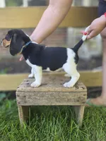 Charlie, a male Beagle for sale in Arcanum, OH – 2 of 2