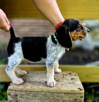 Lucky, a male Beagle for sale in Arcanum, OH – 2 of 2