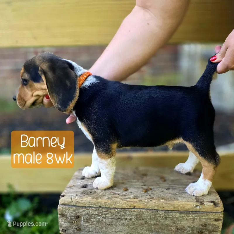 Barney – Beagle puppy for sale in Arcanum, OH