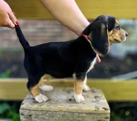 Reggie, a male Beagle for sale in Arcanum, OH – 2 of 2