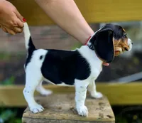 Otis, a male Beagle for sale in Arcanum, OH – 2 of 2