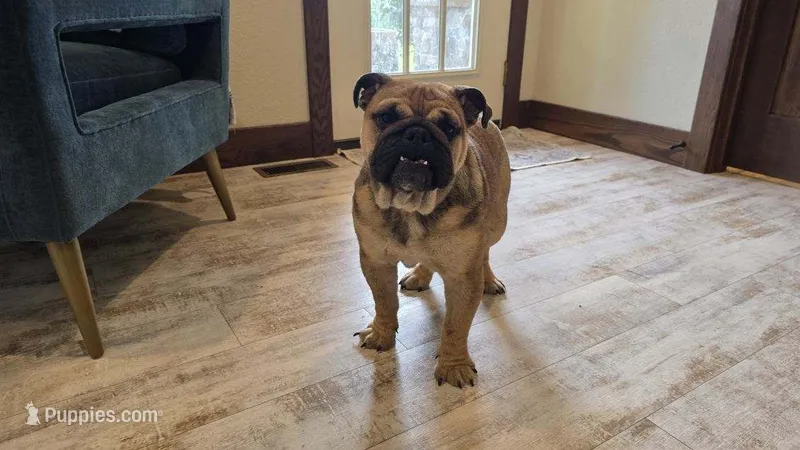 Isaac – English Bulldog puppy for sale in Fort Wayne, IN