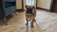 Isaac, a male English Bulldog for sale in Fort Wayne, IN – 1 of 4