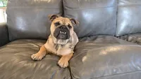 Isaac, a male English Bulldog for sale in Fort Wayne, IN – 2 of 4