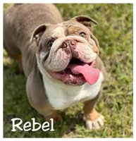 Rebel, a female English Bulldog for sale in Fort Wayne, IN – 2 of 2