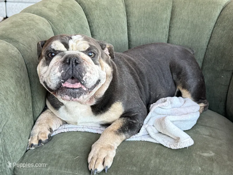 Bebe – English Bulldog puppy for sale in Wawaka, IN