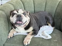 Bebe, a female English Bulldog for sale in Wawaka, IN – 1 of 2