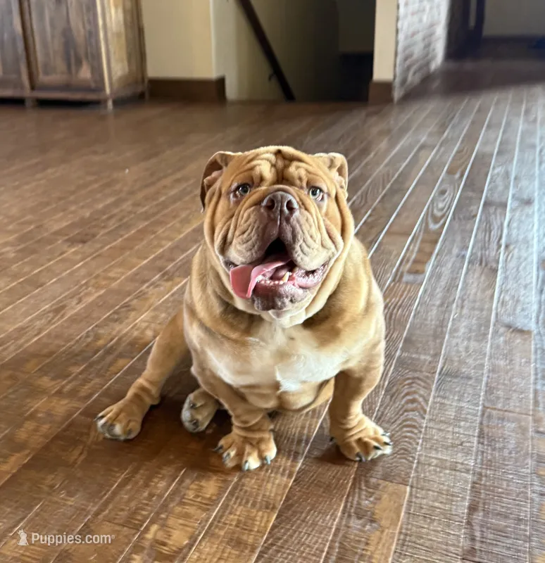 Wilbur – English Bulldog puppy for sale in Wawaka, IN