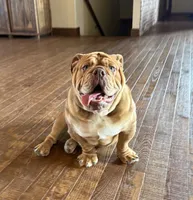 Wilbur, a male English Bulldog for sale in Wawaka, IN – 1 of 3