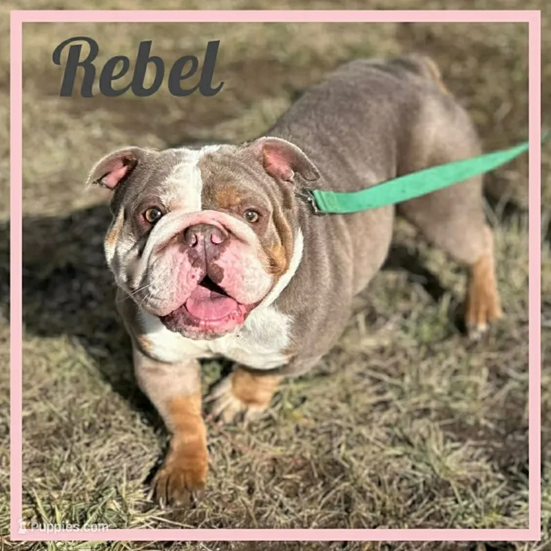 Rebel – English Bulldog puppy for sale in Fort Wayne, IN