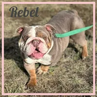 Rebel, a female English Bulldog for sale in Fort Wayne, IN – 1 of 2