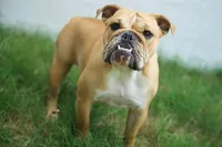 Punkin, a female English Bulldog for sale in Wawaka, IN – 4 of 4