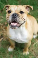 Punkin, a female English Bulldog for sale in Wawaka, IN – 2 of 4
