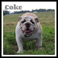 Coke , a female English Bulldog for sale in Wawaka, IN – Photo 1 of 5