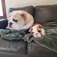 Coke , a female English Bulldog for sale in Wawaka, IN – Photo 4 of 5