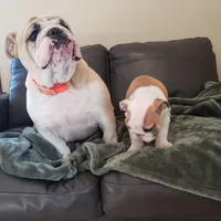 Coke , a female English Bulldog for sale in Wawaka, IN – Photo 3 of 5