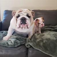 Coke , a female English Bulldog for sale in Wawaka, IN – Photo 5 of 5