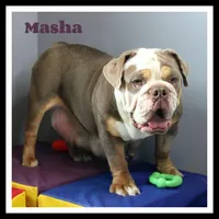 Masha, a female English Bulldog for sale in Wawaka, IN – Photo 1 of 2