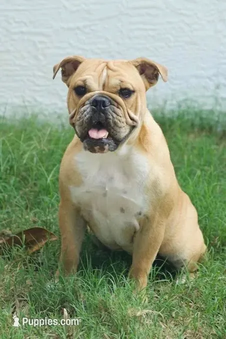 Punkin – English Bulldog puppy for sale in Wawaka, IN