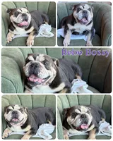 Bebe, a female English Bulldog for sale in Wawaka, IN – 2 of 2