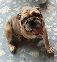 Pumba, a male English Bulldog for sale in Fort Wayne, IN – 2 of 3