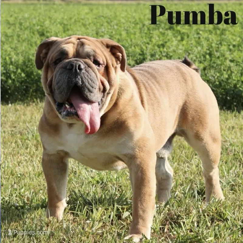 Pumba – English Bulldog puppy for sale in Fort Wayne, IN