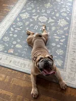 Pumba, a male English Bulldog for sale in Fort Wayne, IN – 3 of 3