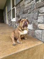 Wilbur, a male English Bulldog for sale in Wawaka, IN – 2 of 3