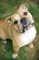 Punkin, a female English Bulldog for sale in Wawaka, IN – 3 of 4