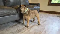 Isaac, a male English Bulldog for sale in Fort Wayne, IN – 3 of 4