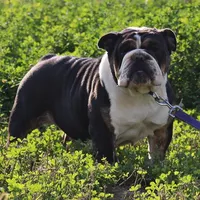 Cardi, a female English Bulldog for sale in Wawaka, IN – Photo 1 of 3