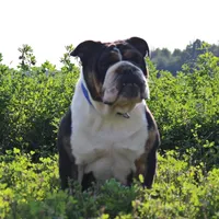 Cardi, a female English Bulldog for sale in Wawaka, IN – Photo 3 of 3