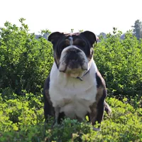 Cardi, a female English Bulldog for sale in Wawaka, IN – Photo 2 of 3