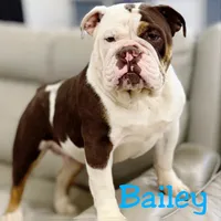 Bailey, a female English Bulldog for sale in Wawaka, IN – 1 of 1