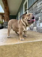 Wilbur, a male English Bulldog for sale in Wawaka, IN – 3 of 3
