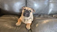 Isaac, a male English Bulldog for sale in Fort Wayne, IN – 4 of 4