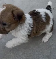 Rough Minnie, a female Jack Russell Terrier for sale in La Puente, CA – 3 of 6