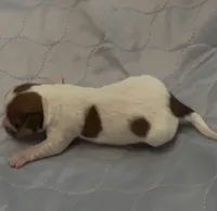 AKC Rough Rosie, a female Jack Russell Terrier for sale in La Puente, CA – 1 of 5