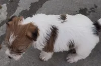 Rough Scarlett , a female Jack Russell Terrier for sale in La Puente, CA – 4 of 4