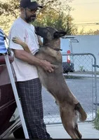 Zeus, a male Belgian Malinois for sale in La Puente, CA – 3 of 4