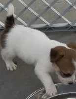 Rough Sammy, a female Jack Russell Terrier for sale in La Puente, CA – 4 of 5