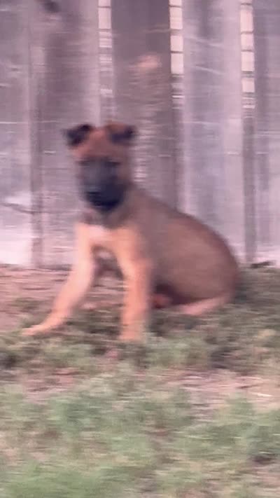 Zeus, a male Belgian Malinois for sale in La Puente, CA – 1 of 1